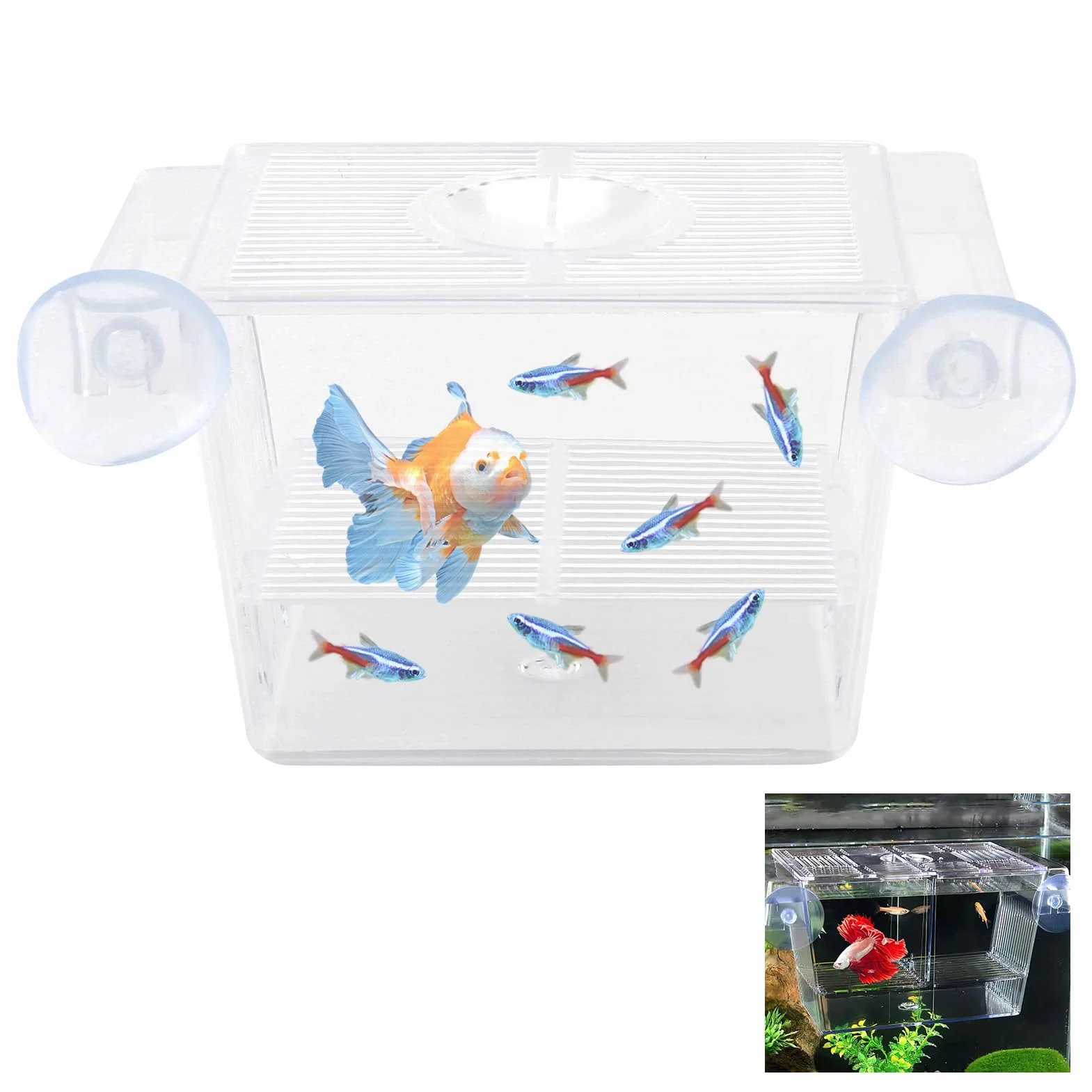 Boîte de culture de poissons en acrylique avec ventouses, lieu de reproduction autoflottant pour bébé poissons, crevettes et poissons de mer