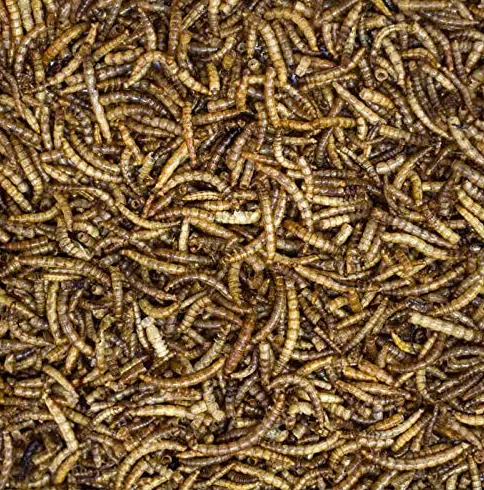 Farine würmer Sèche-linge 5,0 kg reptile rongeurs