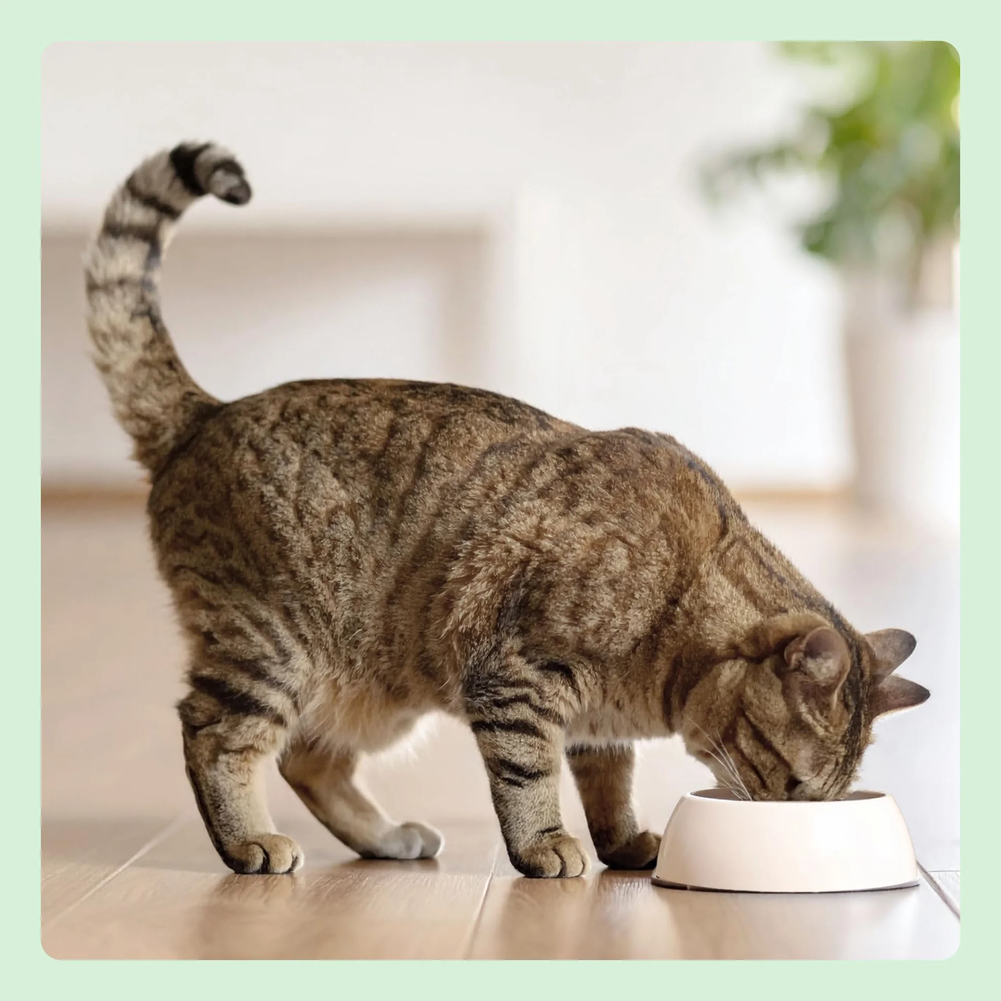Amazon Aliment pour chat adultes stérilisés sans céréale, viande fraîche de poulet 3 kg