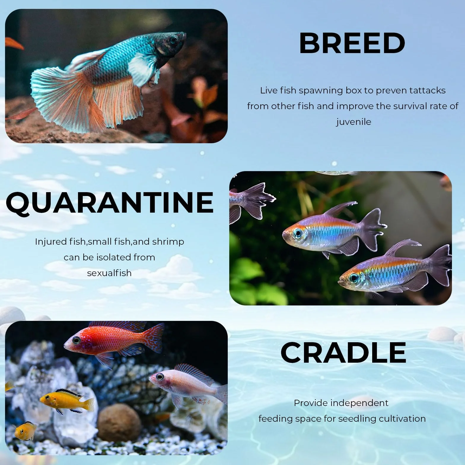 Boîte de Culture de Poissons, Couveuse Aquarium Acrylique Transparente avec Ventouses, Bac Alevins Autoflottant