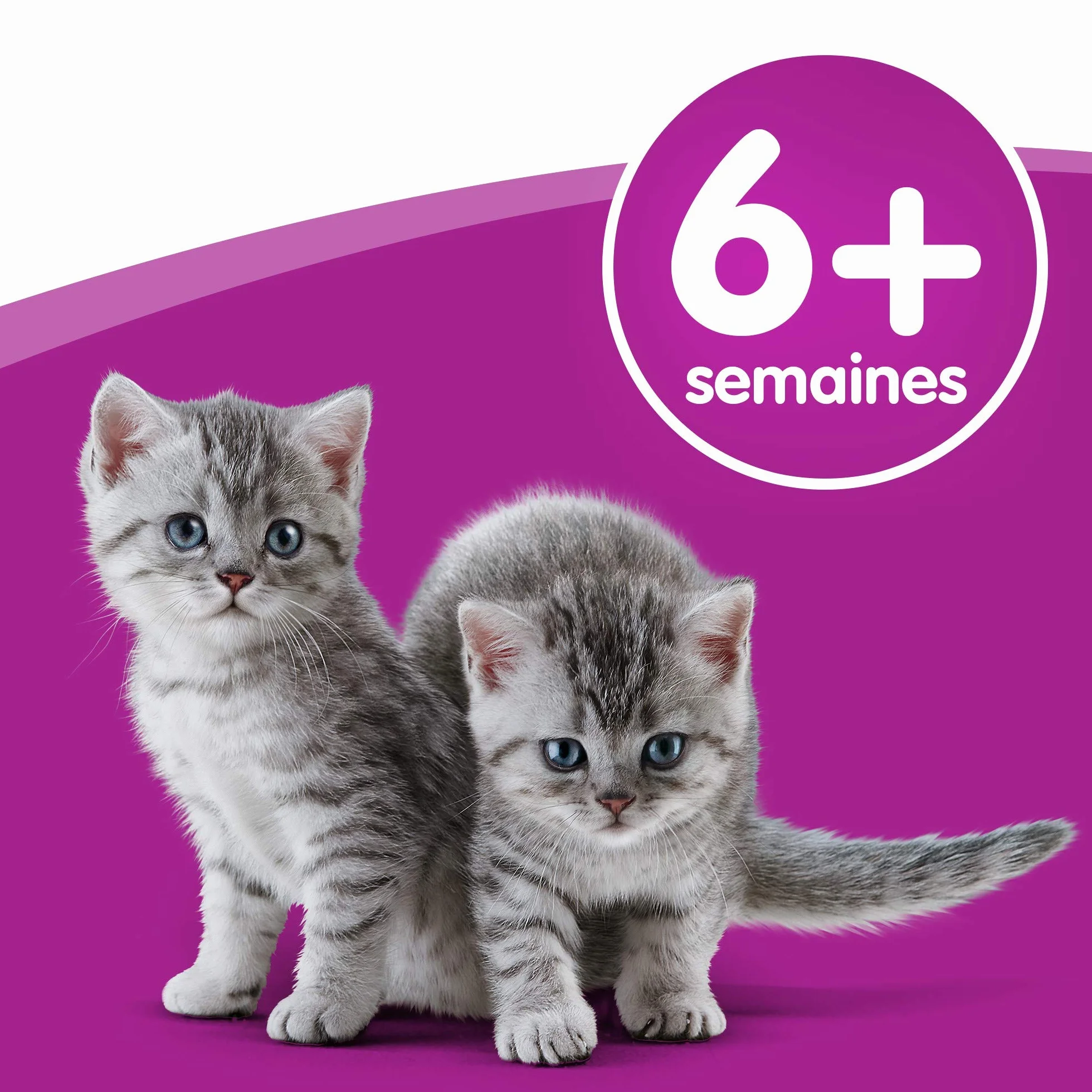WHISKAS Lait pour Chat et Chaton à Faible Teneur en Lactose - 15 Bouteilles - Facile à Digérer - Calcium & Vitamines