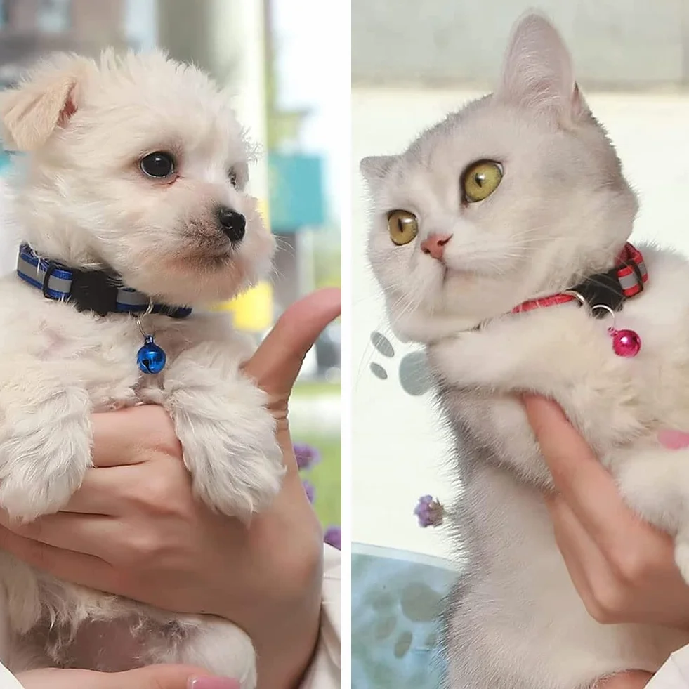 Collier Chat Réfléchissant Anti étranglement avec Cloche Réglable Accessoire Chat