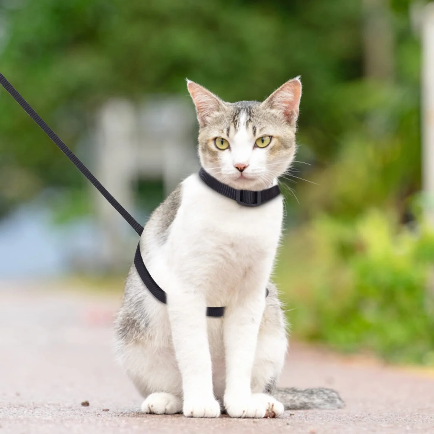 Nobleza Harnais et Laisse pour Chat Réglable Résistant à l'Évasion