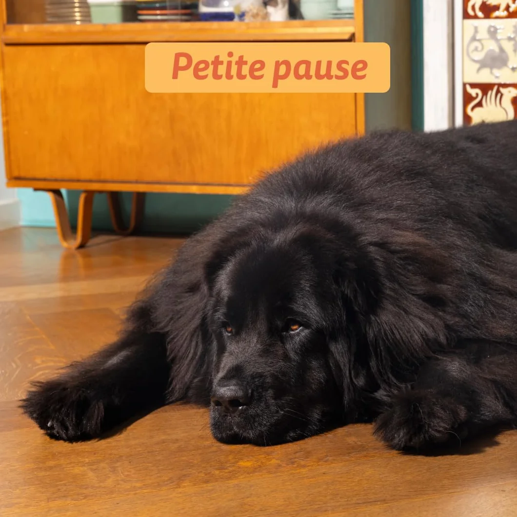 Edgard & Cooper Croquettes Chien Poulet Frais 2.5kg Sans Céréales Hypoallergénique