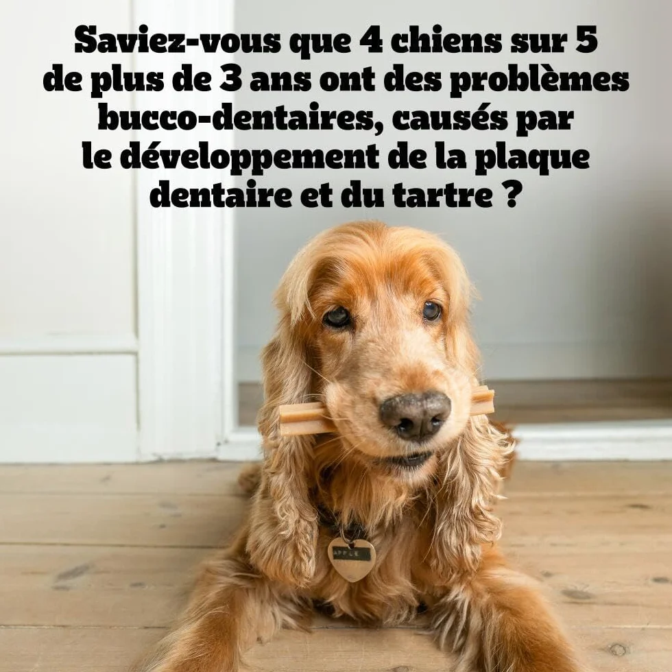 Pedigree DENTASTIX 56 Bâtonnets à Mâcher pour Grand Chiens 25kg+, 8 Sachets de 7, Saveur Poulet et Bœuf