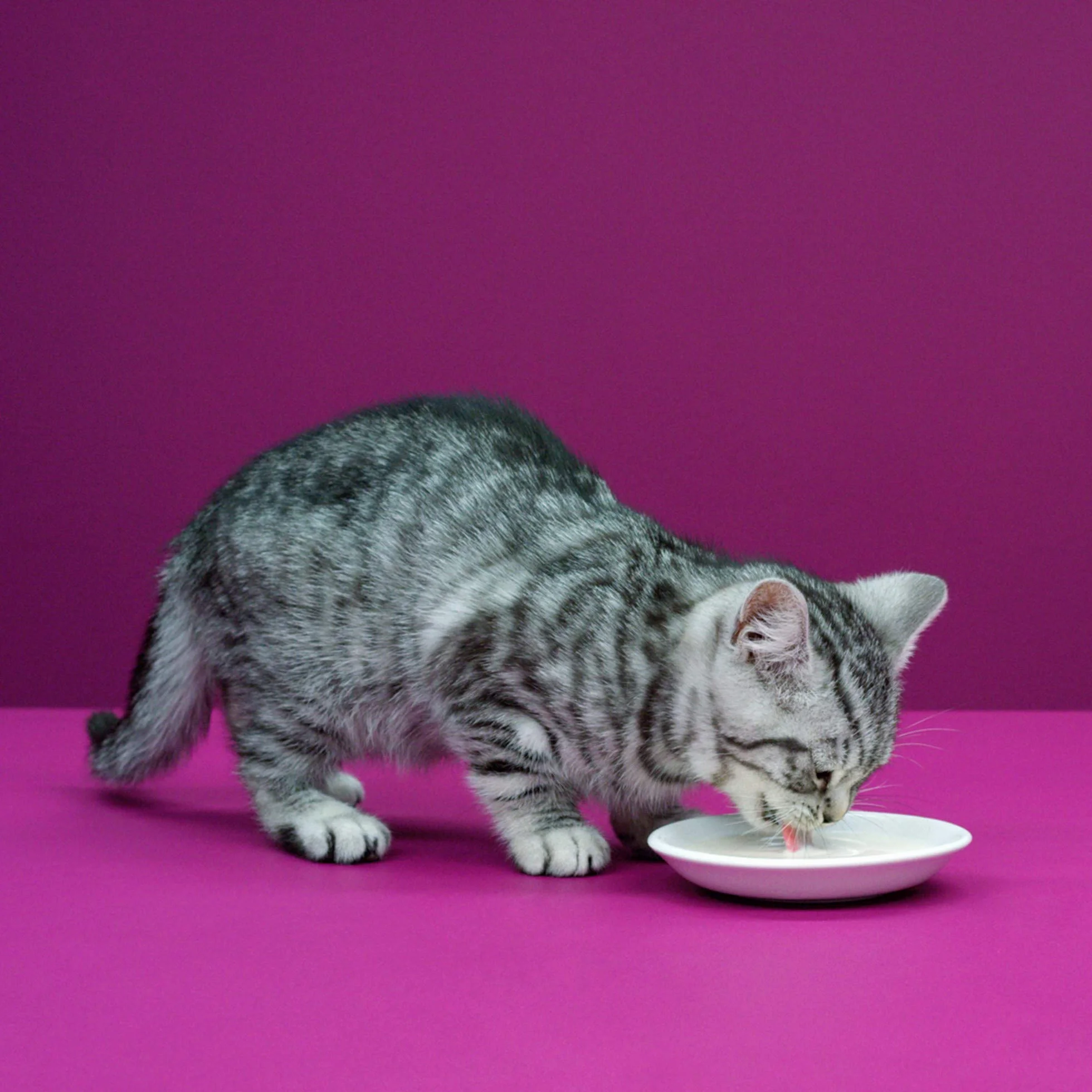 WHISKAS Lait pour Chat et Chaton à Faible Teneur en Lactose - 15 Bouteilles - Facile à Digérer - Calcium & Vitamines