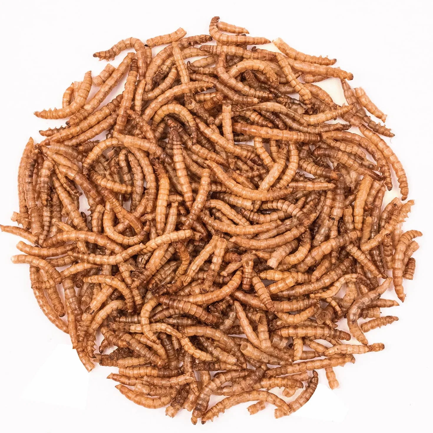 Vers de Farine Séchés 2 kg 13000 ml Nourriture pour Poissons Oiseaux Tortues Hérissons Rongeurs Reptiles