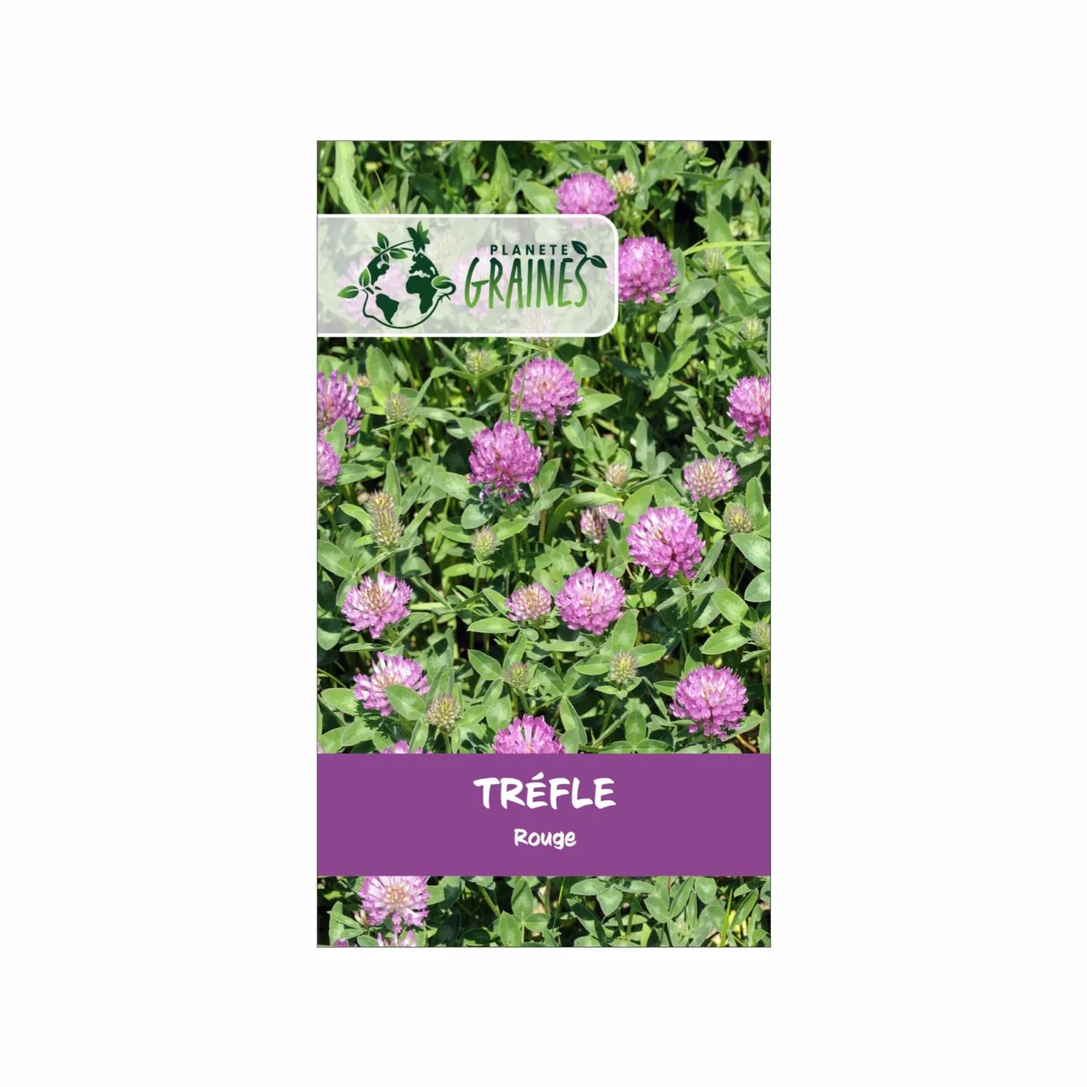 Trèfle Rouge 1300 Graines Alimentation pour Tortue Jardin