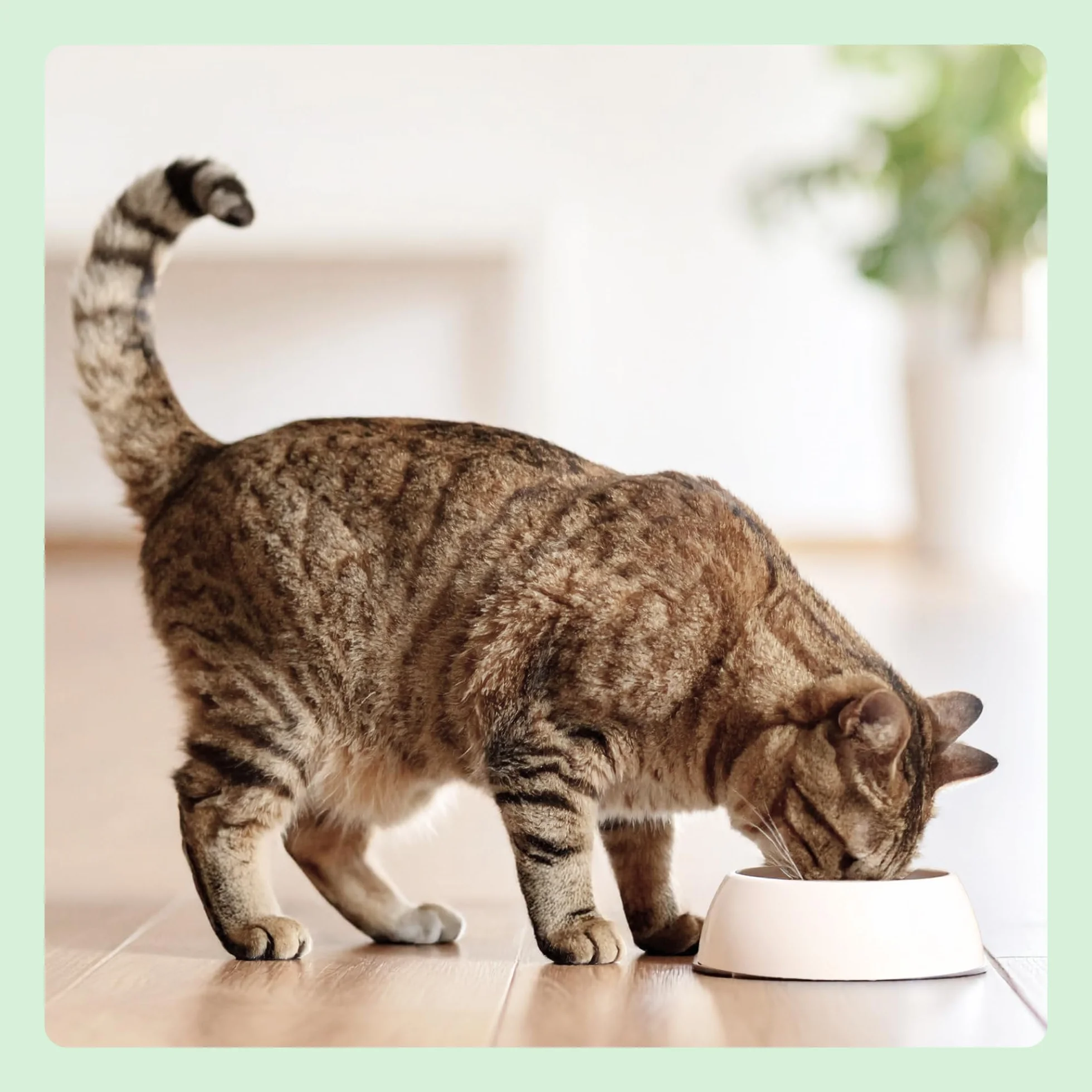 Amazon Nourriture Humide pour Chats Pâté Mélangé 100g Lot de 32