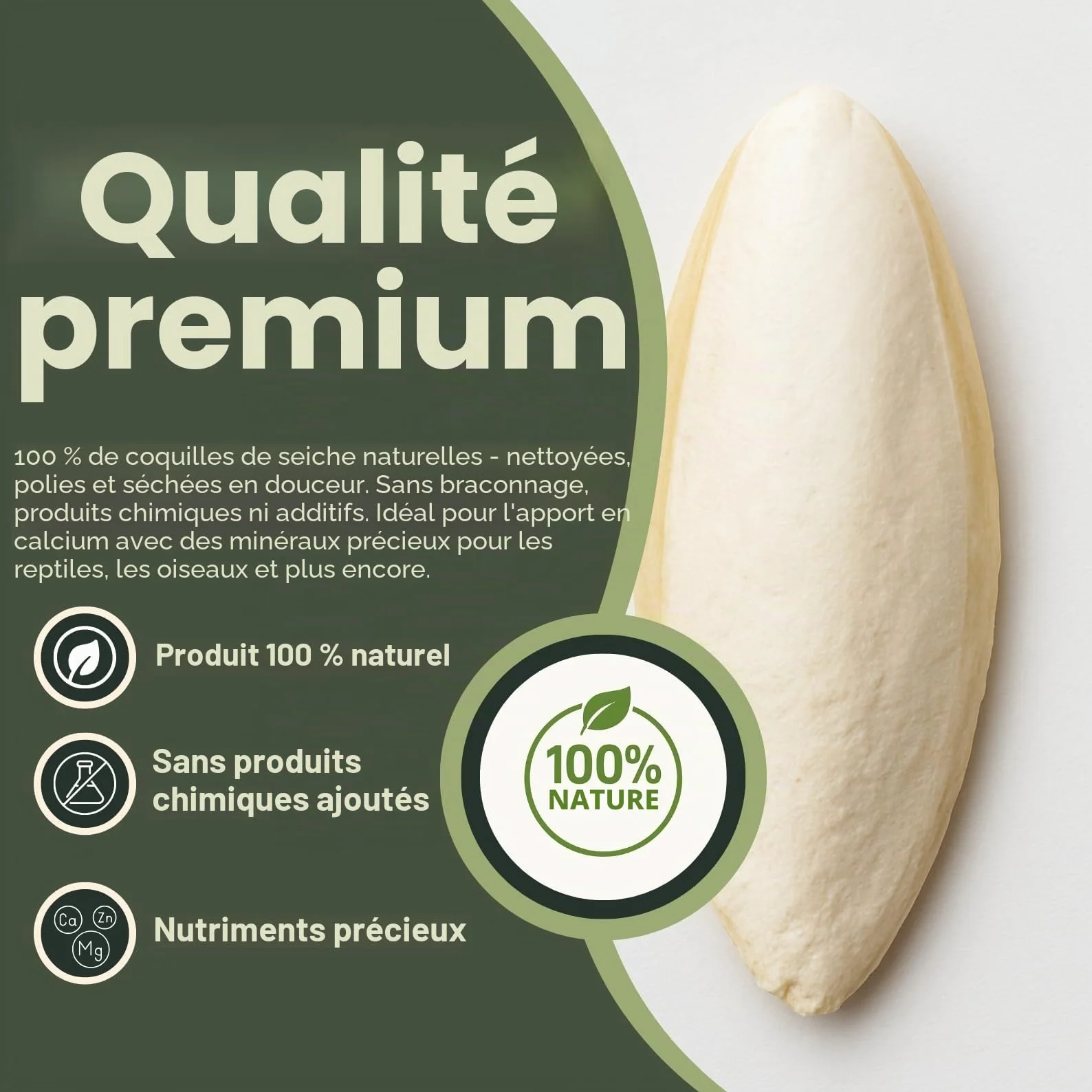 Sépia Rigide la Source Calcium Naturelle 6 – Lot de 10 pour Tortues, pogonas, Oiseaux