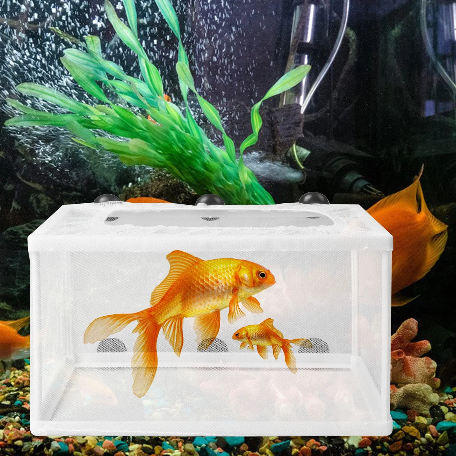 Boîte d'isolation de Poisson pour Aquarium, Filet d'écloserie Grande Taille, Incubateur à Poissons avec Ventouses 26,2x15x15cm