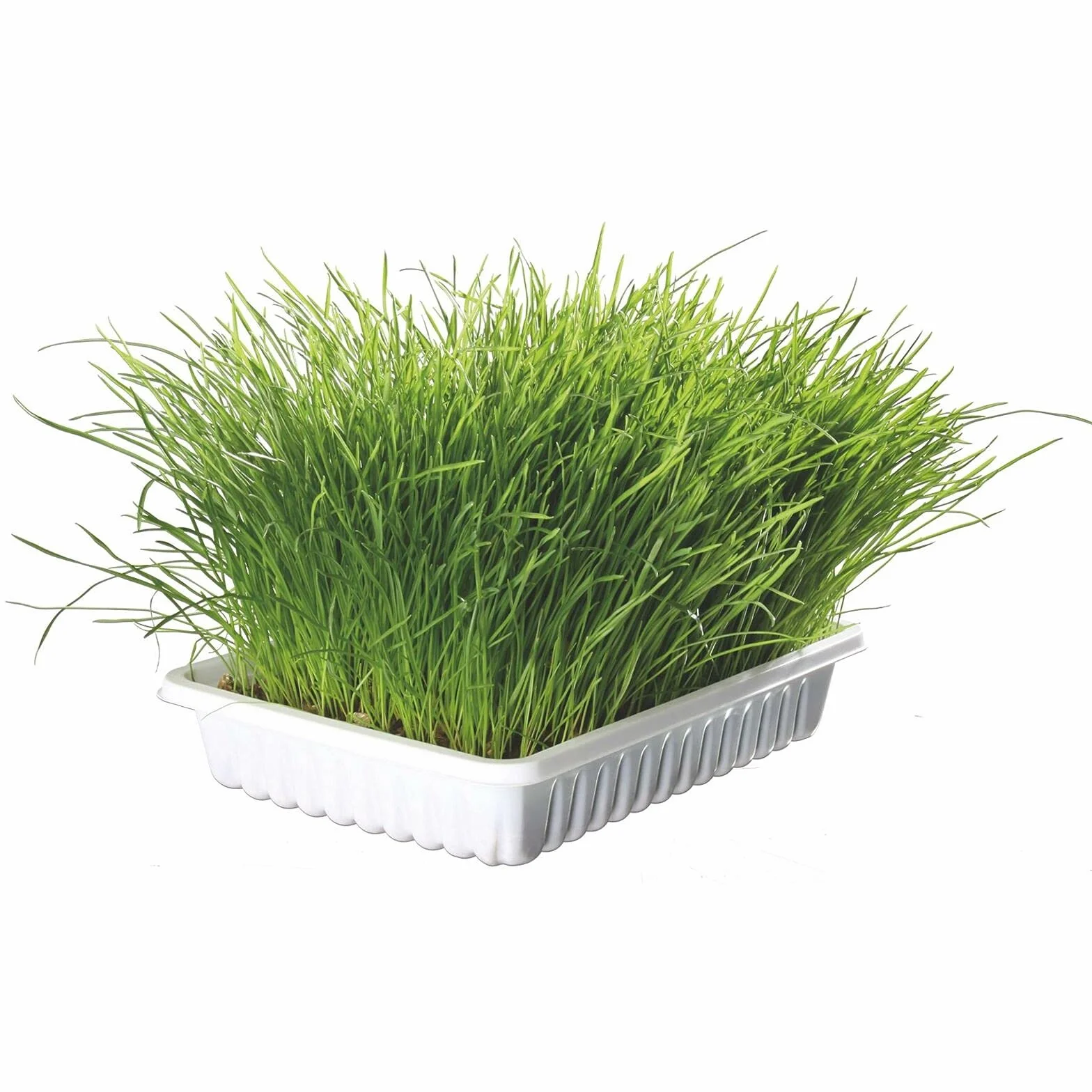 Trixie TX-4235 Herbe à Chat 100 g
