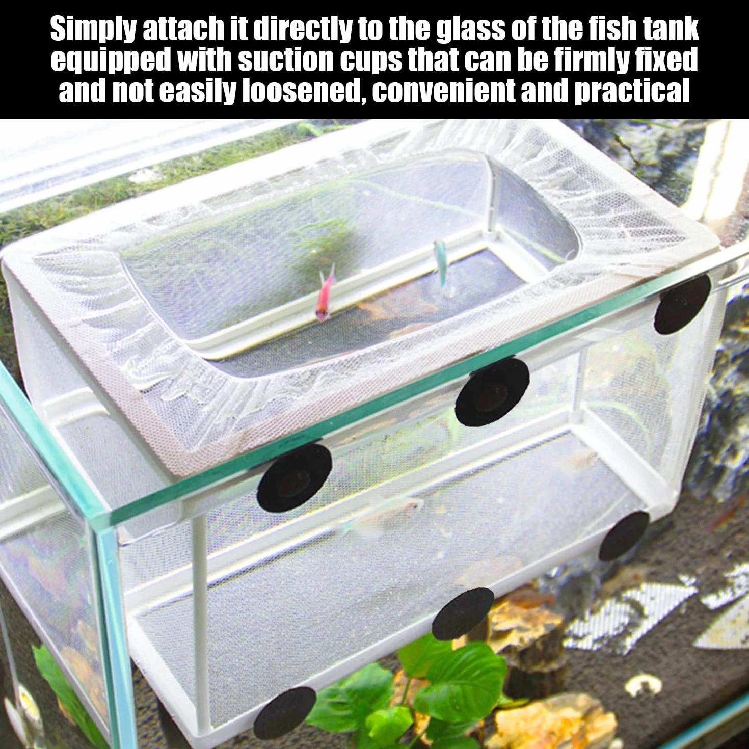 Filet d'isolation pour réservoir de poisson avec ventouse, boîte d'élevage d'aquarium