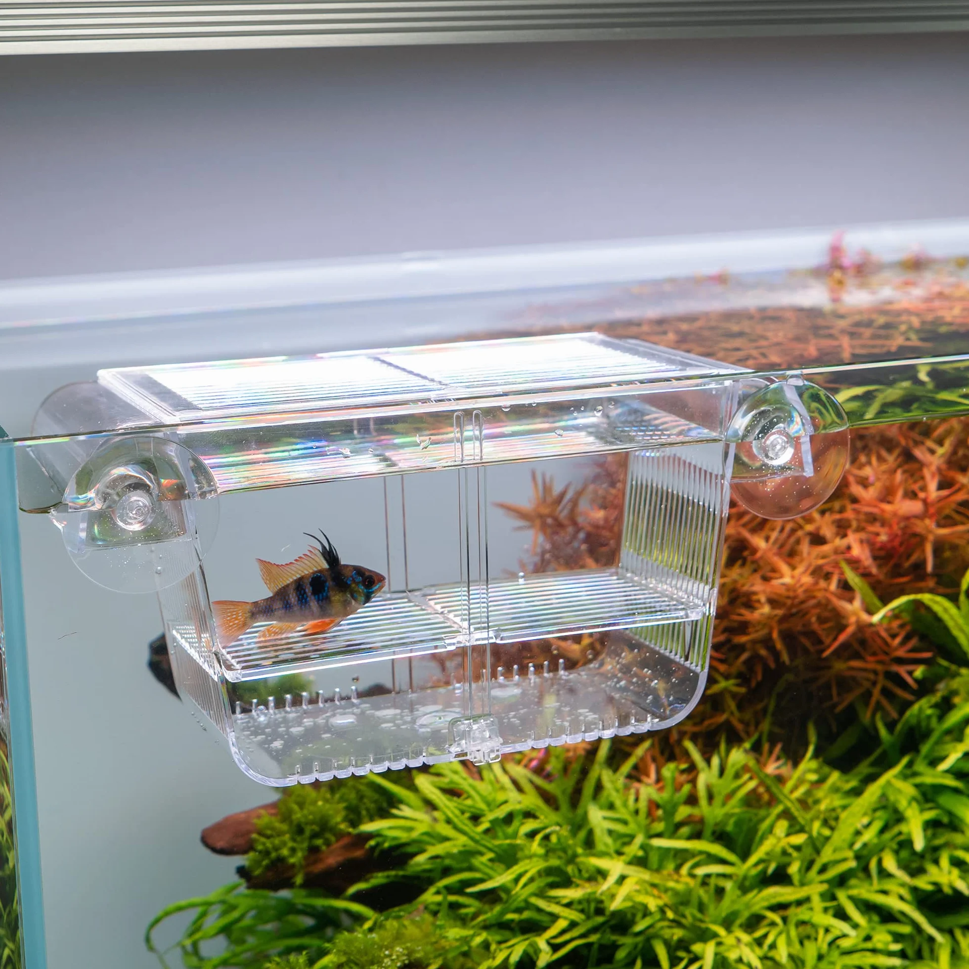 Measury Bassin d'élevage Aquarium, bac à fécondation Reproduction 208 x 97 x 100 mm