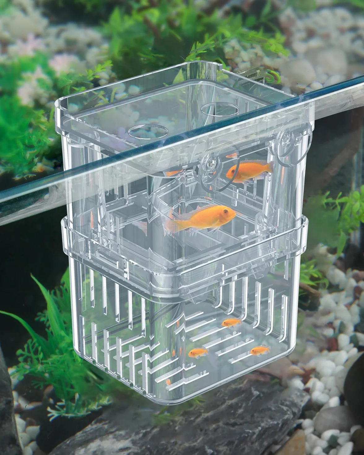 Pawfly Aquarium Boîte d'élevage en Plastique Transparent pour Poissons Incubateur Guppy