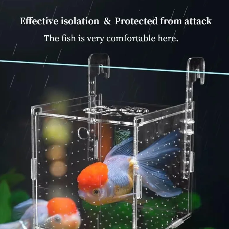 Boîte d'élevage de poissons en acrylique transparent – Réservoir d'isolation et piège à frai pour aquarium