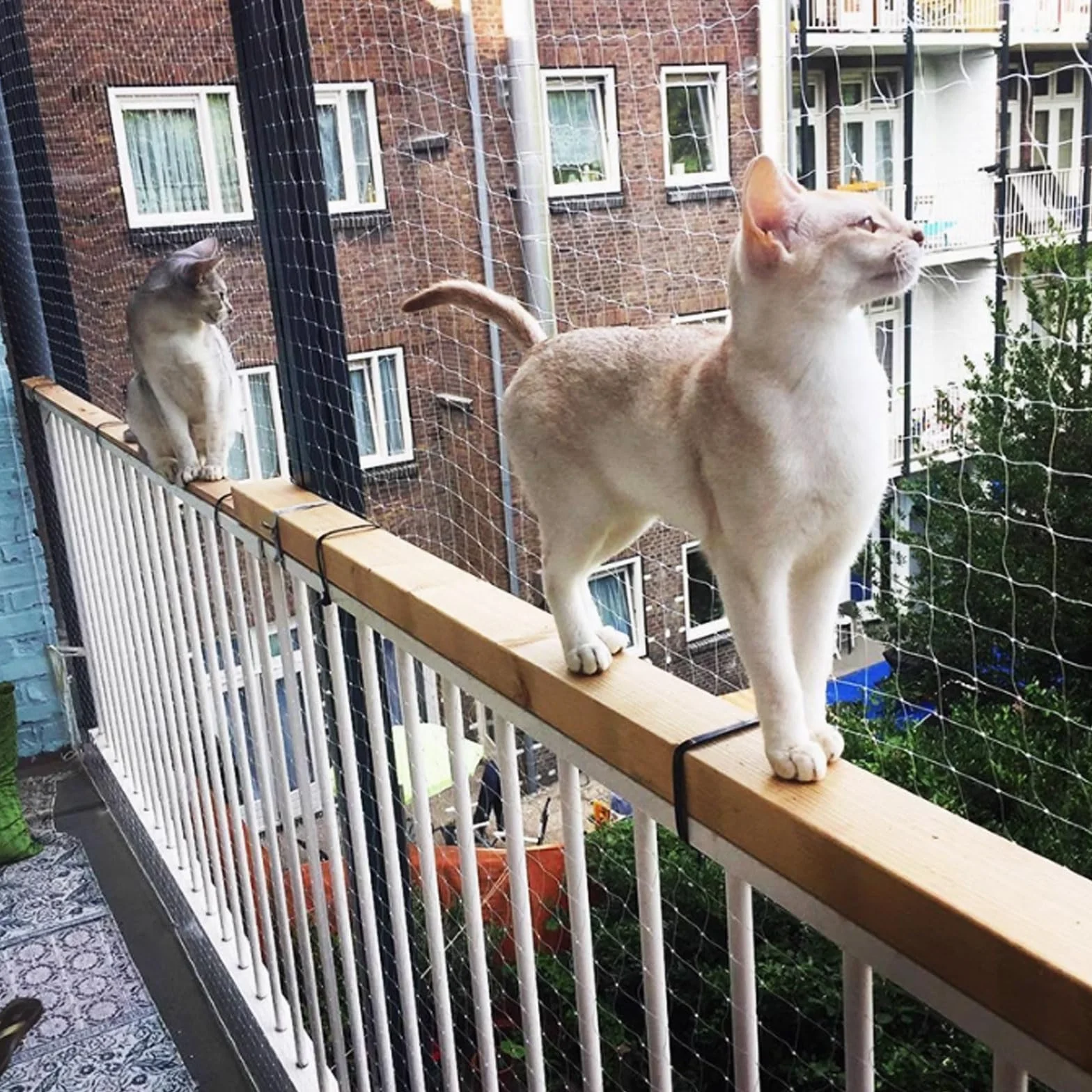 Filet de Protection Chat Transparent 4x3m Anti-Oiseaux 2,5cm Balcon sans Perçage avec Corde Fixe (Blanc)