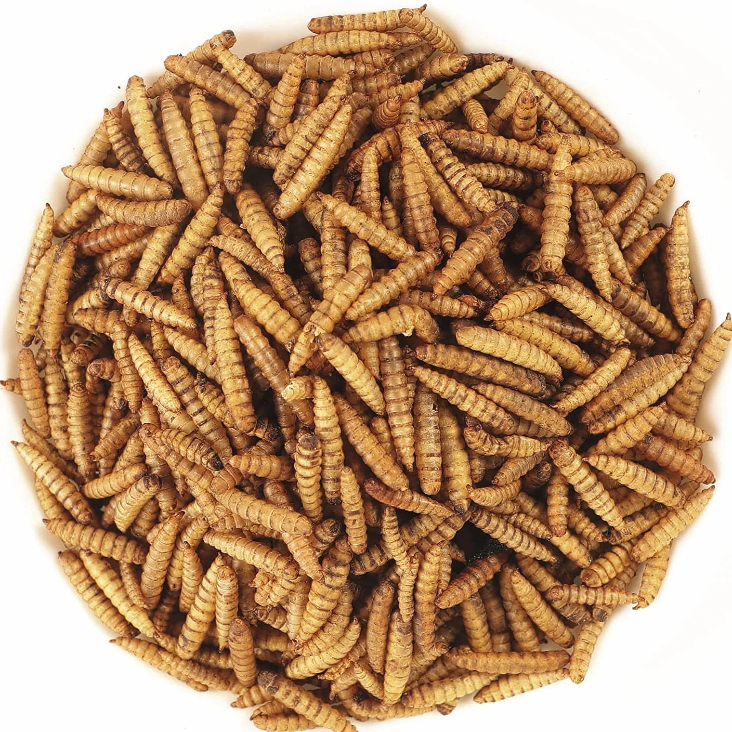 Black Soldier Fly Larve 1000g Friandise Oiseaux Hérissons Tortues Reptiles Poissons Rongeurs 100% Naturel