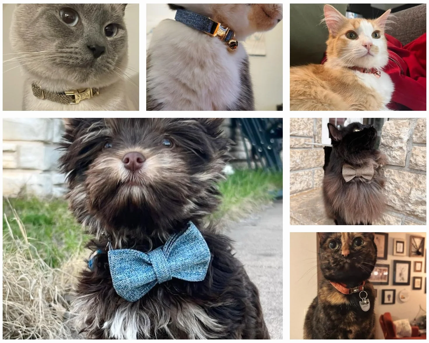 Collier pour chat personnalisé gravé nom et téléphone, tissu doux réglable, boucle métallique sécurisée Tweed